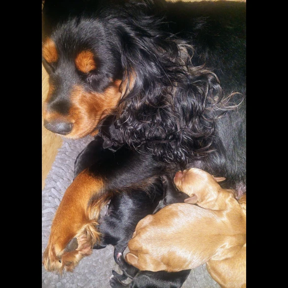 Cockapoo - Both