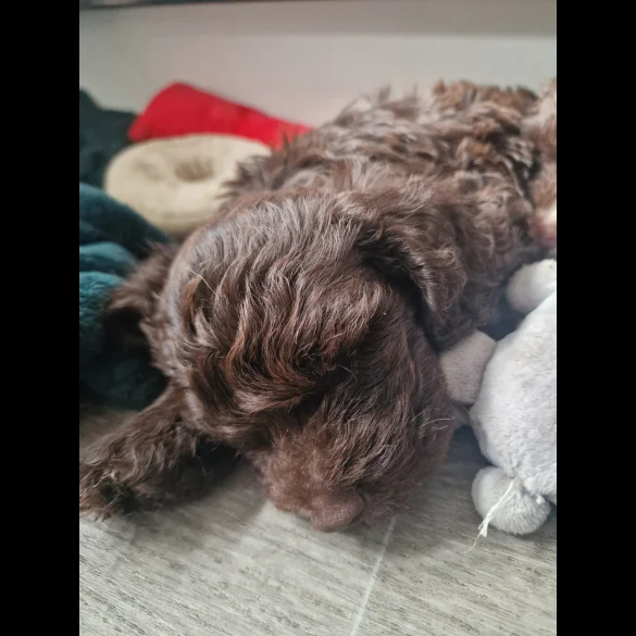 Cockapoo - Dogs