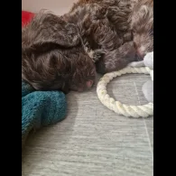 Cockapoo - Dogs
