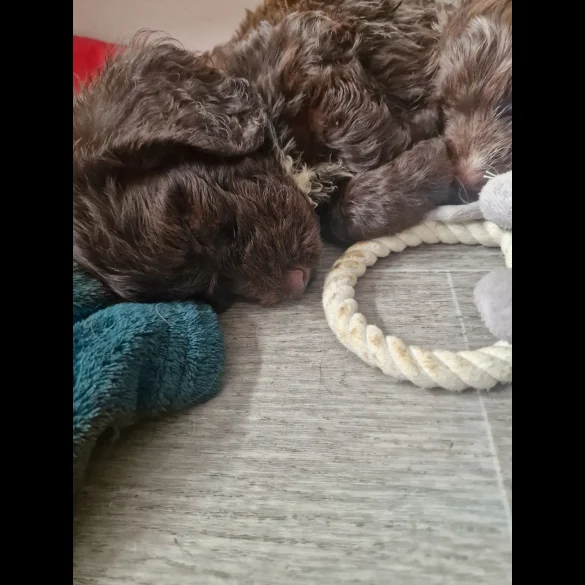 Cockapoo - Dogs