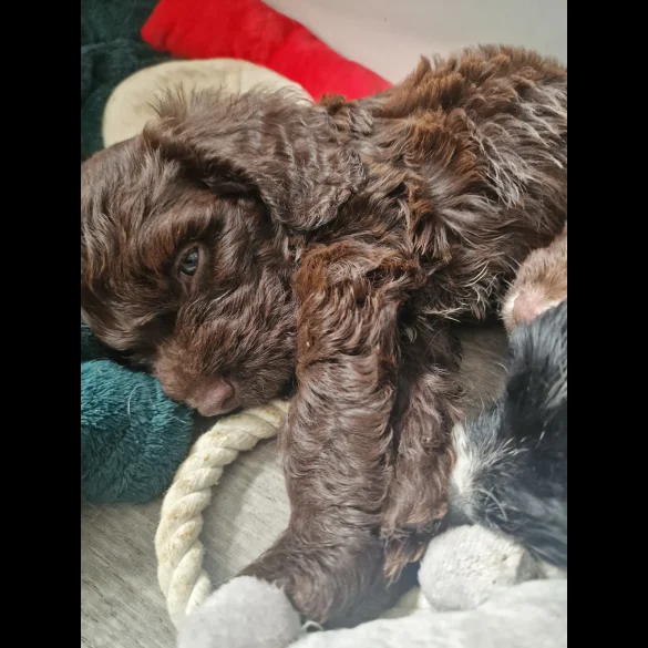 Cockapoo - Dogs