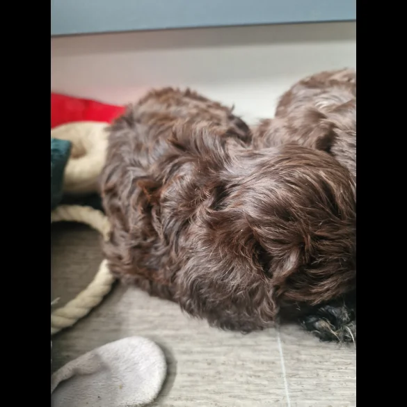 Cockapoo - Dogs