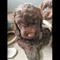 Cockapoo - Dogs