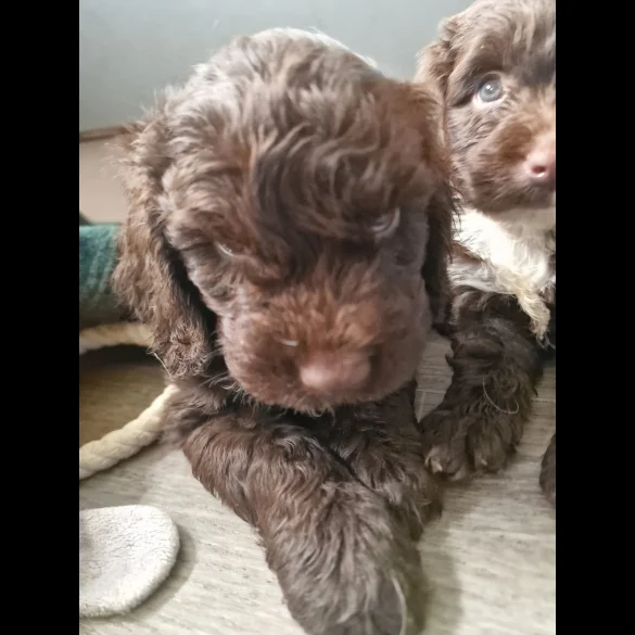 Cockapoo - Dogs