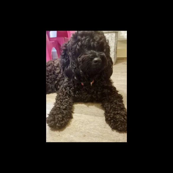Cockapoo - Dogs