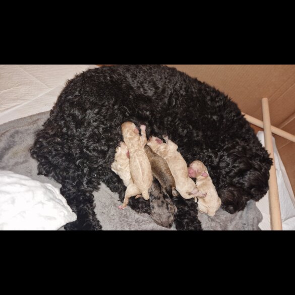 Cockapoo - Both