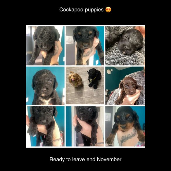 Cockapoo - Both