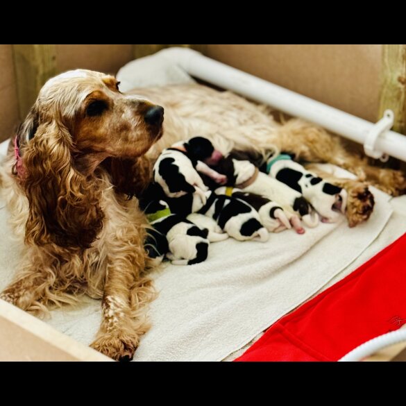 Cockapoo - Dogs