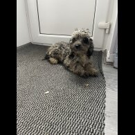 Cockapoo - Dogs