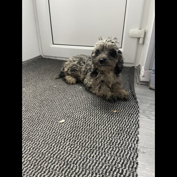 Cockapoo - Dogs