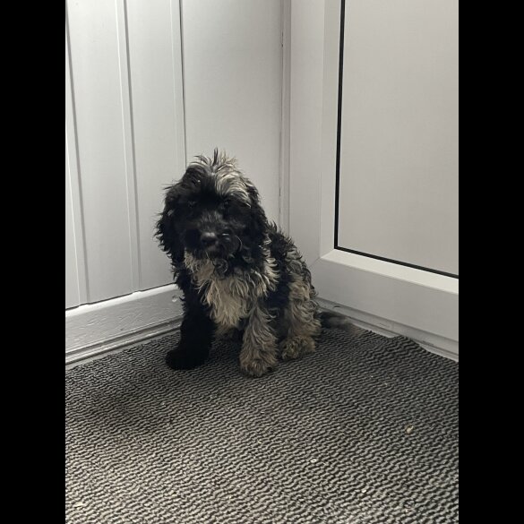 Cockapoo - Dogs
