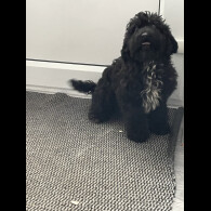 Cockapoo - Dogs