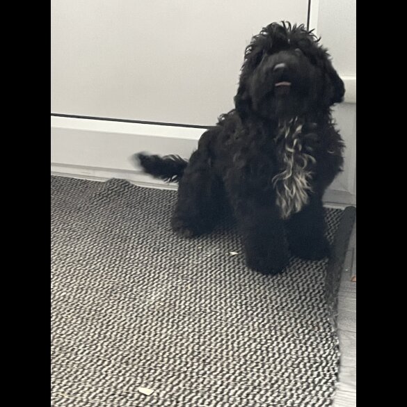 Cockapoo - Dogs