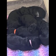 Cocker Spaniel (Working &amp; Show) - Both