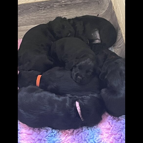 Cocker Spaniel (Working &amp; Show) - Both