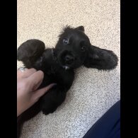 Cocker Spaniel (Working &amp; Show) - Both
