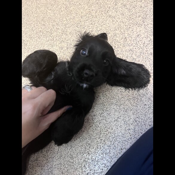 Cocker Spaniel (Working &amp; Show) - Both
