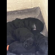 Cocker Spaniel (Working &amp; Show) - Both