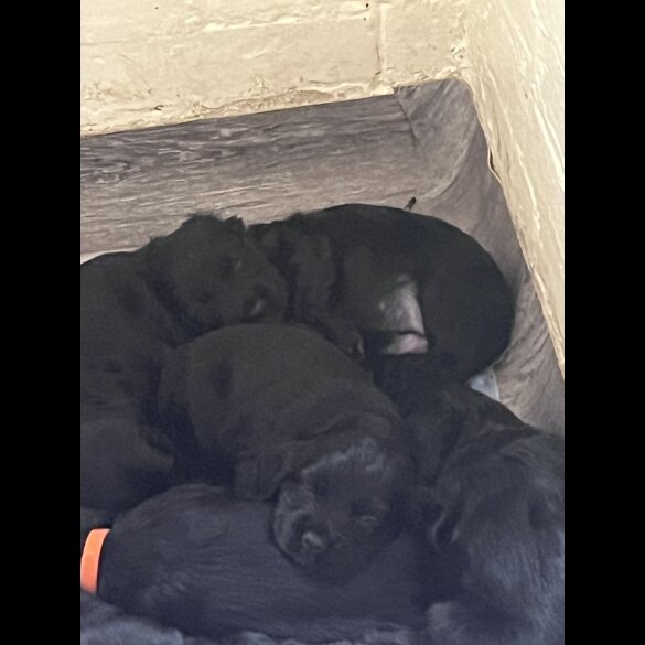 Cocker Spaniel (Working &amp; Show) - Both