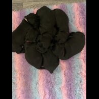 Cocker Spaniel (Working &amp; Show) - Both