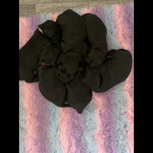 Cocker Spaniel (Working &amp; Show) - Both