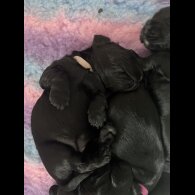 Cocker Spaniel (Working &amp; Show) - Both
