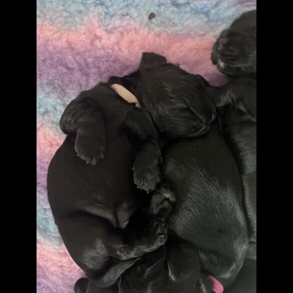Cocker Spaniel (Working &amp; Show) - Both
