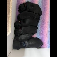 Cocker Spaniel (Working &amp; Show) - Both