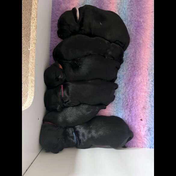 Cocker Spaniel (Working &amp; Show) - Both