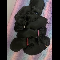 Cocker Spaniel (Working &amp; Show) - Both