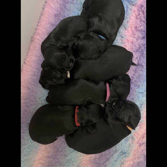 Cocker Spaniel (Working &amp; Show) - Both