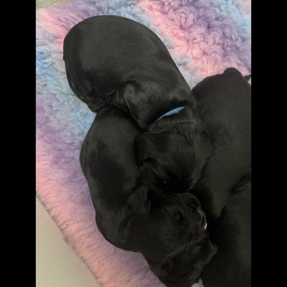 Cocker Spaniel (Working &amp; Show) - Both