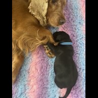 Cocker Spaniel (Working &amp; Show) - Both