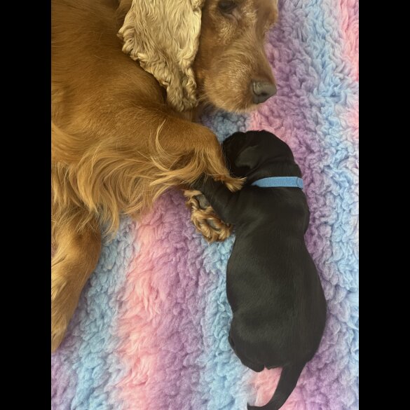Cocker Spaniel (Working &amp; Show) - Both