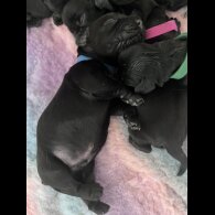 Cocker Spaniel (Working &amp; Show) - Both