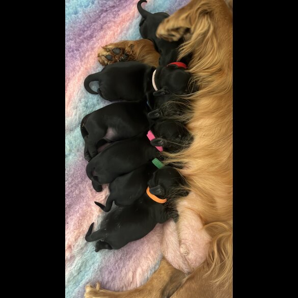 Cocker Spaniel (Working &amp; Show) - Both