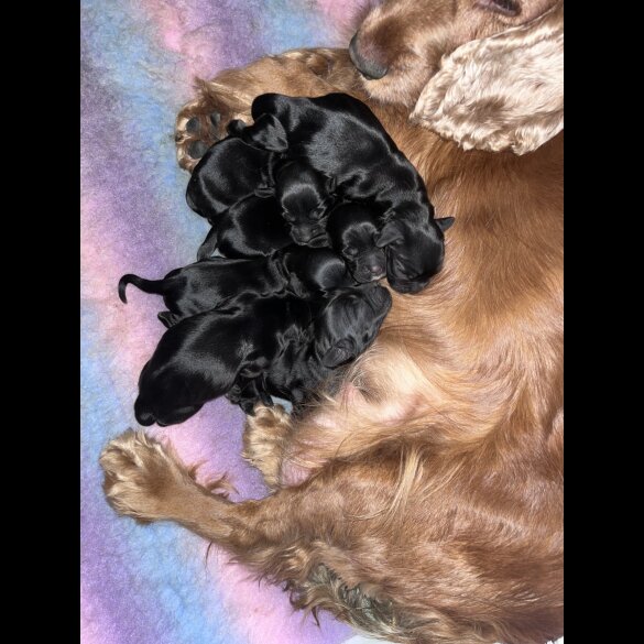 Cocker Spaniel (Working &amp; Show) - Both