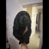 Cocker Spaniel (Working &amp; Show) - Both