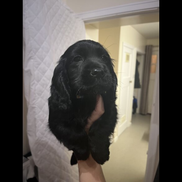 Cocker Spaniel (Working &amp; Show) - Both
