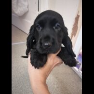 Cocker Spaniel (Working &amp; Show) - Both
