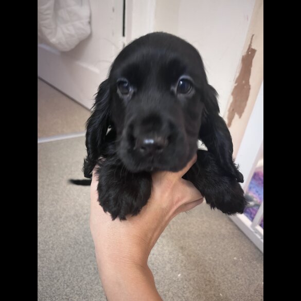 Cocker Spaniel (Working &amp; Show) - Both