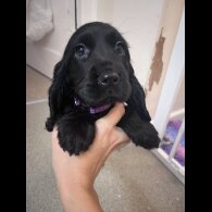 Cocker Spaniel (Working &amp; Show) - Both