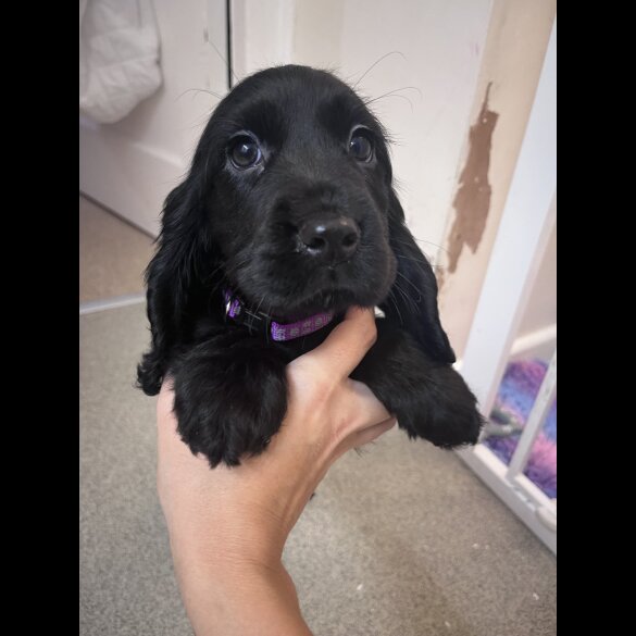 Cocker Spaniel (Working &amp; Show) - Both