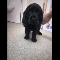 Cocker Spaniel (Working &amp; Show) - Both