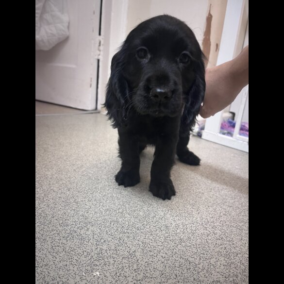 Cocker Spaniel (Working &amp; Show) - Both