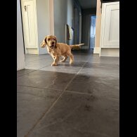 Cocker Spaniel (Working &amp; Show) - Both