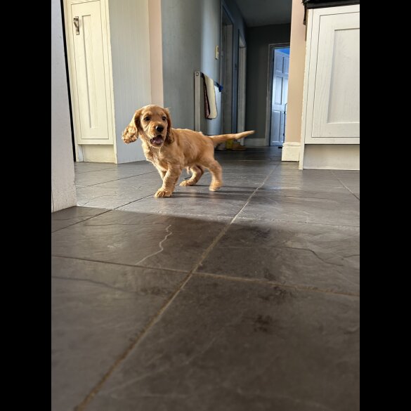 Cocker Spaniel (Working &amp; Show) - Both