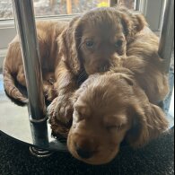 Cocker Spaniel (Working &amp; Show) - Both