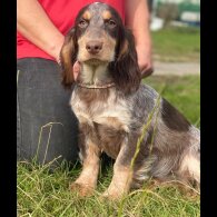 Cocker Spaniel (Working &amp; Show) - Both