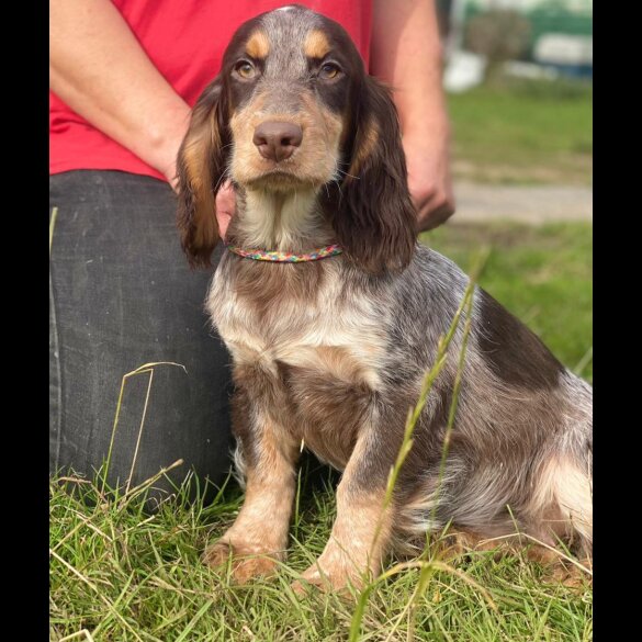 Cocker Spaniel (Working &amp; Show) - Both